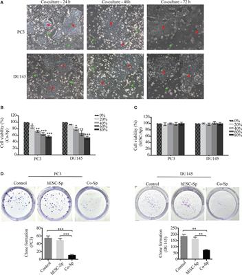 Human embryonic stem cells exert antitumor effects on prostate cancer cells in a co-culture microenvironment